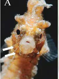 cklistjournal's tweet photo. New record of the Japanese Seahorse Hippocampus mohnikei Bleeker, 1853 (Syngnathiformes: Syngnathidae) in Hong Kong waters
https://t.co/zJIIUIyQqy
#Distributionexpansion #SouthChinaSea #speciesdistribution #subtropicalregion #checklist #checklist https://t.co/n53cKDke8s