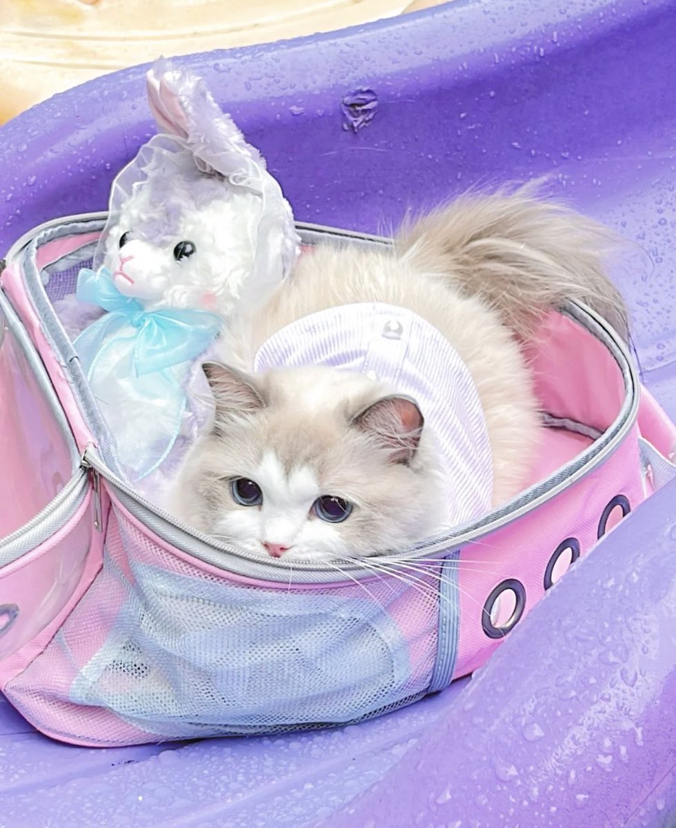 kimi 𐚁 ྀིྀིྀིྀིྀི (@piinkimi_) on Twitter photo 