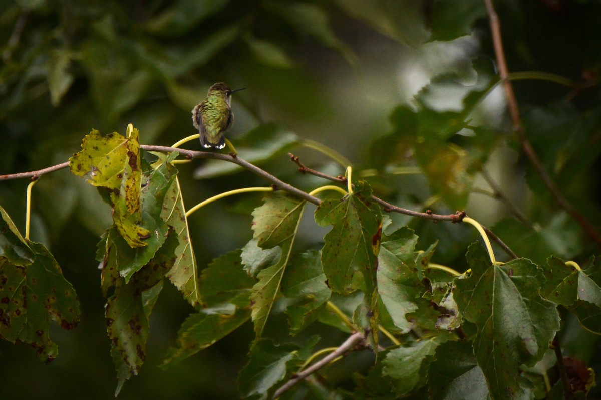NeblandMagazine's tweet photo. Have you spotted any hummingbirds passing through?
π·: Dina Barta
#hummingbird #BirdsofNebraska https://t.co/1Dxgi1DoR5