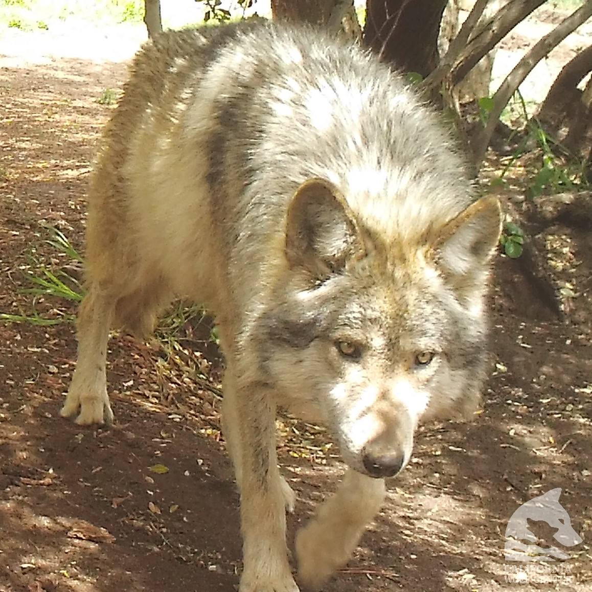 The Mexican Gray Wolf is one of 23 subspecies of gray wolf, and is one of 5 subspecies found in North America. They have special adaptations, like giant ears and tiny paws, to keep themselves cool in their native desert range. #wolf #mexicangraywolf #californiawolfcenter