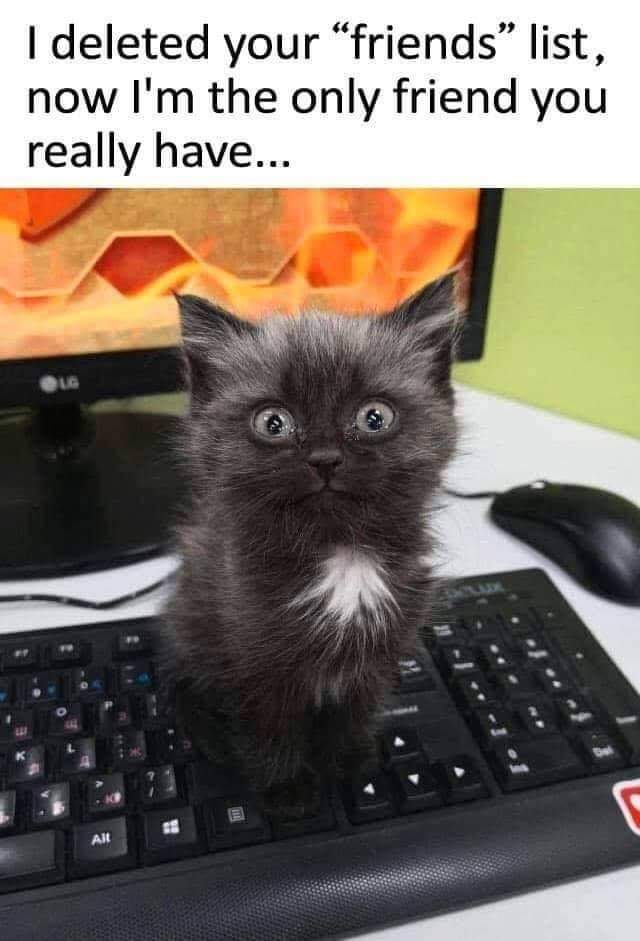 theonlyLambo's tweet photo. So very true #CatsOfTwitter #CatsOnTwitter #AussieCats https://t.co/TkKNKL8tq0