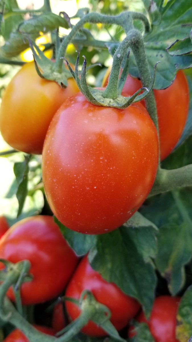 AmandaTracey12's tweet photo. With so many tasty looking tomatoes and peppers out there right now, you may be tempted to pull over and grab some for your table. "The grower won't notice!"
There are many reasons why you SHOULDN'T, including your health.
Get permission first! https://t.co/zZgy4Ae8d7