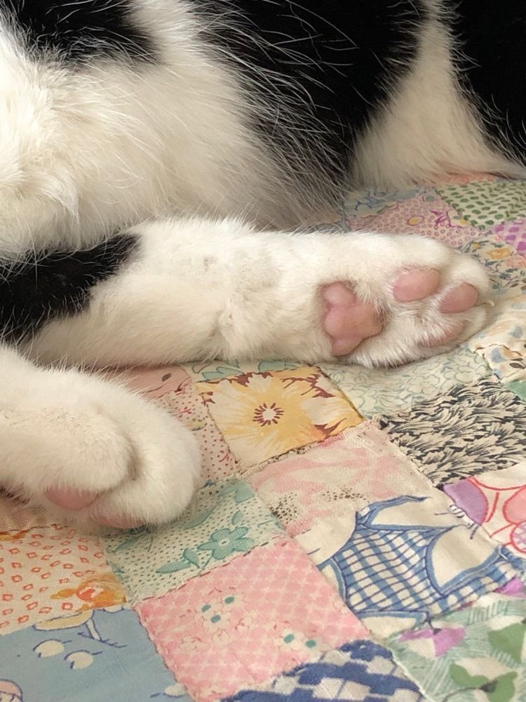 seokuva's tweet photo. cat paws !! 🌼 ฅ^•ﻌ•^ฅ https://t.co/vovTB9jalN