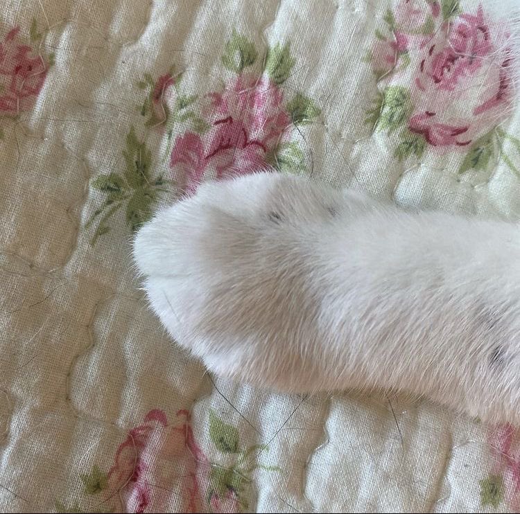seokuva's tweet photo. cat paws !! 🌼 ฅ^•ﻌ•^ฅ https://t.co/vovTB9jalN