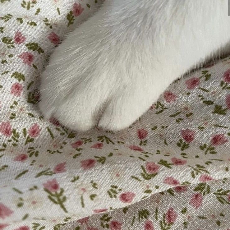 seokuva's tweet photo. cat paws !! 🌼 ฅ^•ﻌ•^ฅ https://t.co/vovTB9jalN