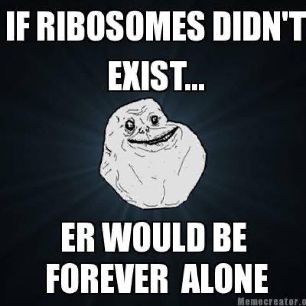 Ribosome4VP's tweet photo. Special mention to Rough ER for sticking by our side! #partnerincrime #besties #togethertilltheend #MHSOrganelleVote2022 https://t.co/yRPaFUoVwZ