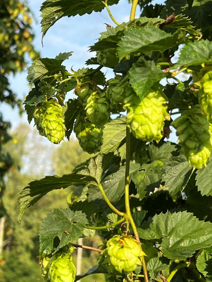 ValleyViewUs's tweet image. Valley View hops have been harvested and delivered to the @LittleMiamiBrewingCompany ~ thought we would share a peek at the process and a video of our harvester in action.  Look forward to a pint of Harvest Moon!
conta.cc/3RBiLIe