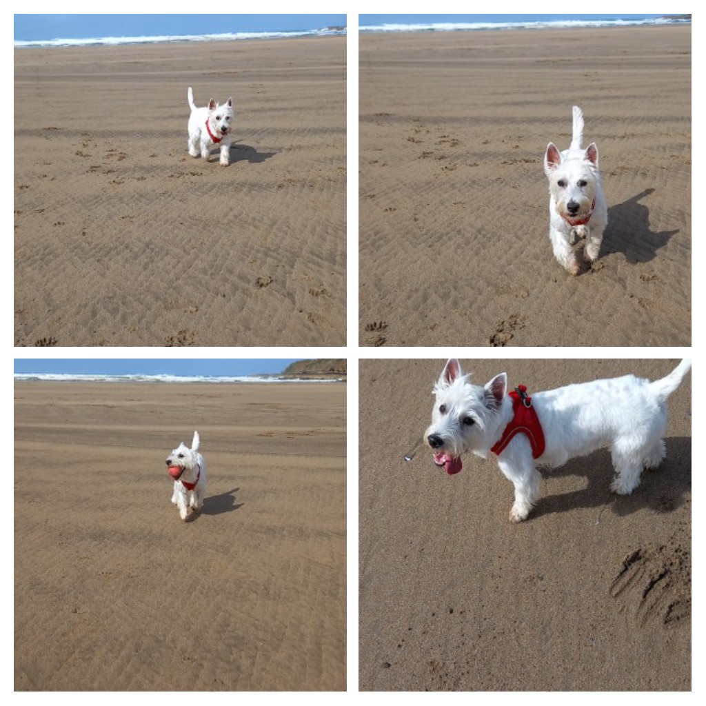SamJones19721's tweet photo. Me is on me holibobs again with me mum, been playing on the beach , great fun 🐾🐾🐾 https://t.co/dGtQUkTMyb