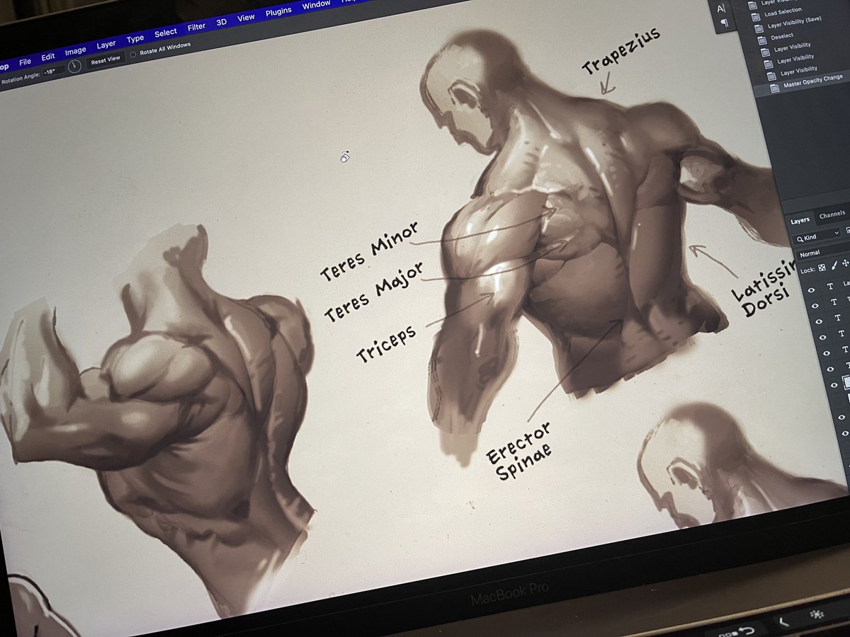 TrentKaniuga's tweet image. Working on the back muscles for the new Easy Art Lessons 26-30 workshop. gumroad.com/trentk