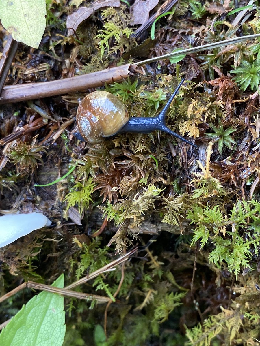 CoffeeBookCat's tweet photo. Found Slime Babies 🐌 @ClingmansDome Forney Ridge Trail @GreatSmokyNPS ! #SnailLife  #Outdoors #tuesdayvibe https://t.co/hT4F9pvN8c