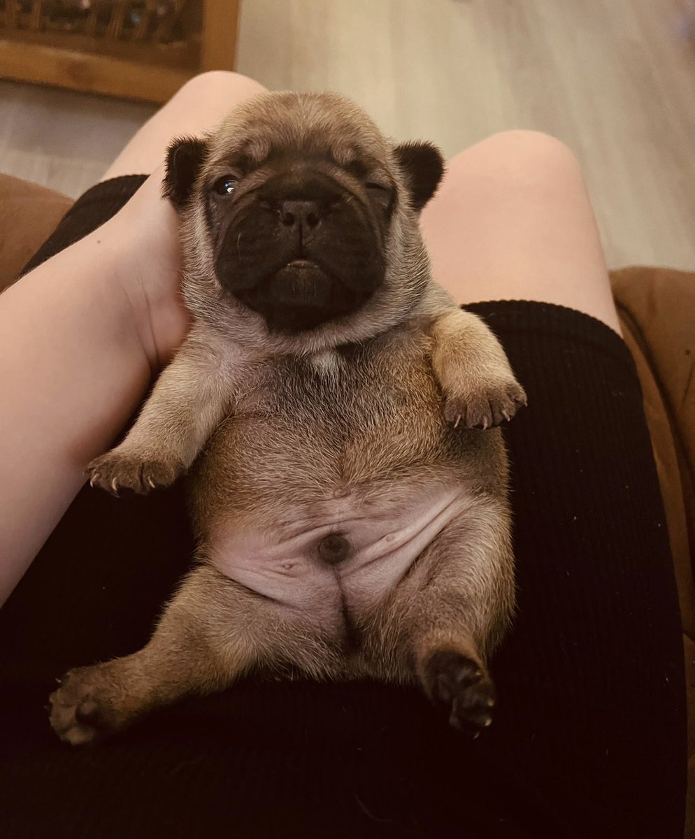 BabyBoyNoNameY1's tweet photo. Just look at my handsome son .. I do make beautiful babies ππΎ #puppylove Iβd call him Bear π» #myson #babyfrenchie #pups #doglovers #frenchienetwork https://t.co/MgMhMeDD4y