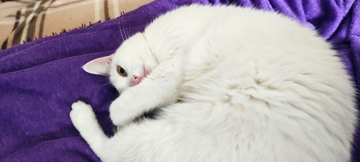 Никакой политики и рассуждений просто ловите мою любимую кису)
