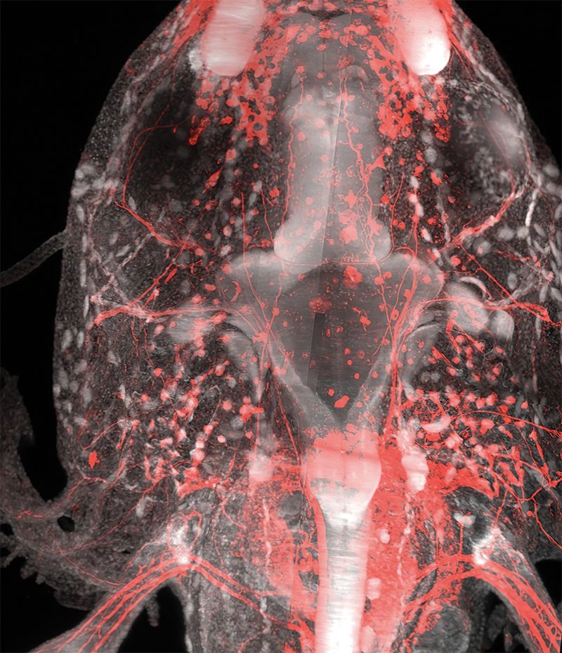 Columbia University's Zuckerman Institute tweet media