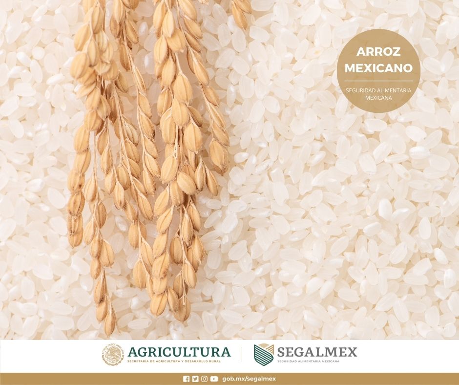 Segalmex_Mex's tweet photo. Por su importancia en la alimentación de las familias mexicanas, el #Arroz es uno de los #GranosBásicos del programa #PreciosDeGarantía👩🌾🧑🌾.
Entérate como opera este #ProgramaPrioritario 🔗https://t.co/TsJ71iWZZ9 https://t.co/L8H2FVIQmT