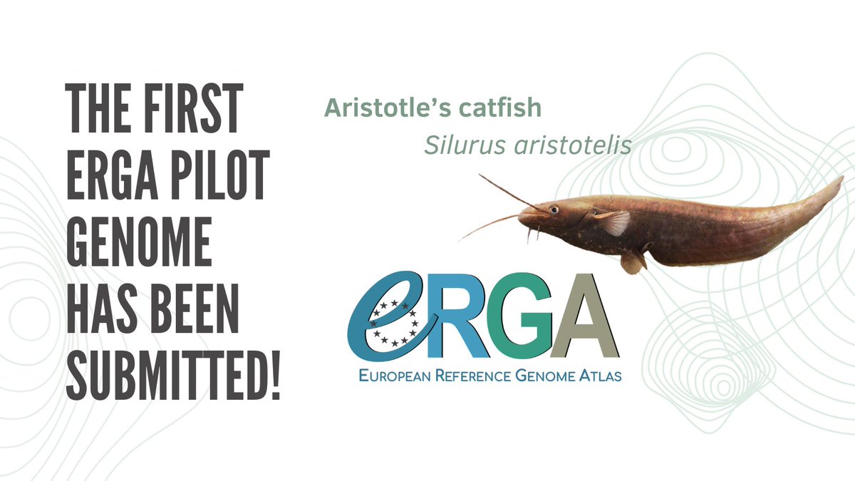 Proud moment to have the #Genome of Aristotle’s catfish sequenced (a species endemic to my hometown #Greece #Ioannina). I started this work in collab with @SangerToL @erga_biodiv Univ.Ioannina and here we are - also marking a milestone as 1st #ERGA pilot assembly! @Naturalis_Sci 