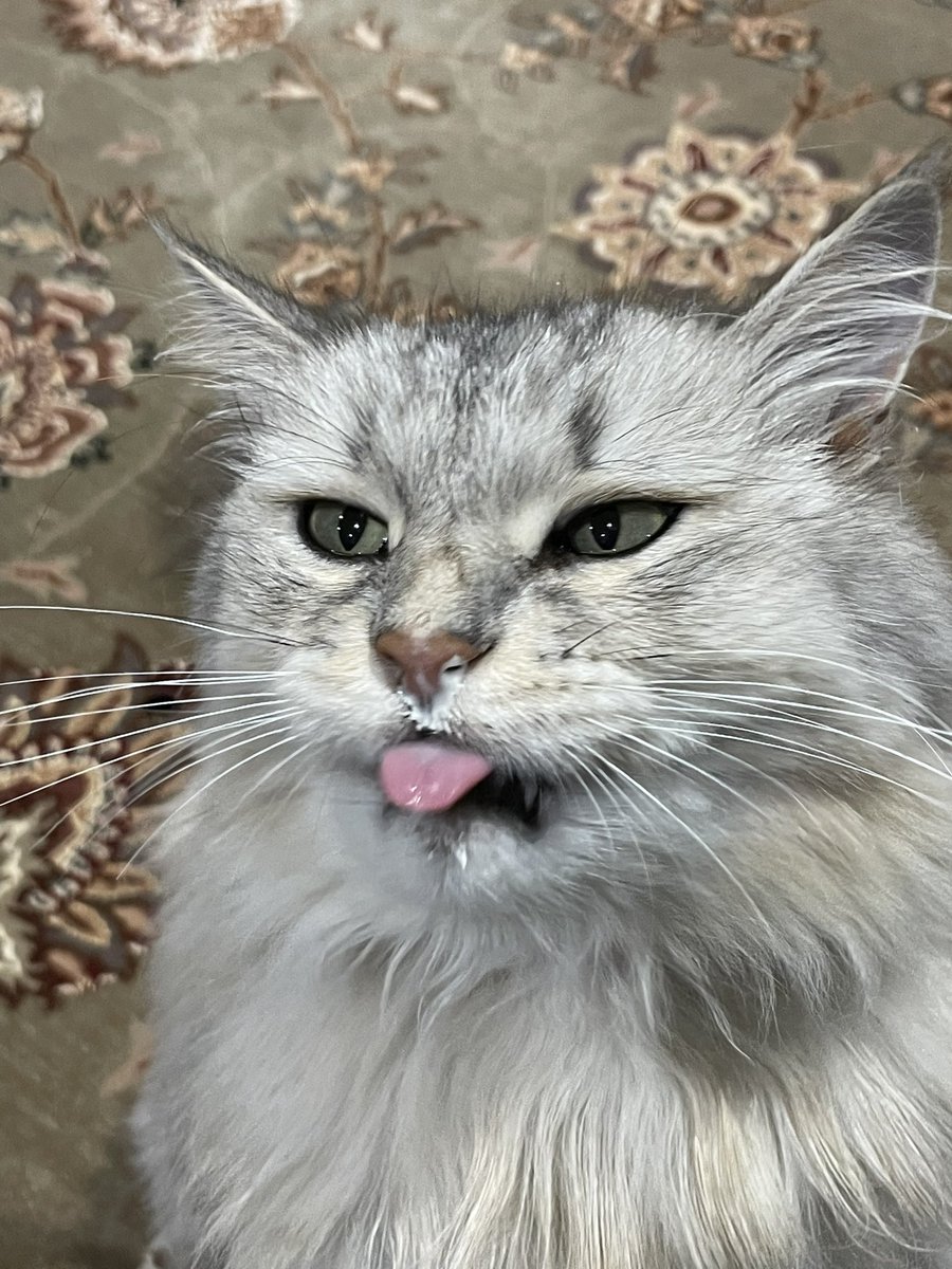 kubothecat's tweet photo. treet day! https://t.co/V5goBzQhfu