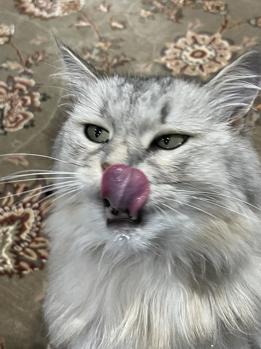 kubothecat's tweet photo. treet day! https://t.co/V5goBzQhfu