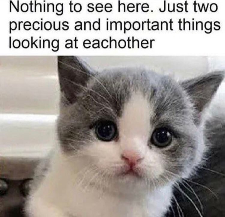 WholesomeMeme's tweet photo. https://t.co/5aR79rbLpS