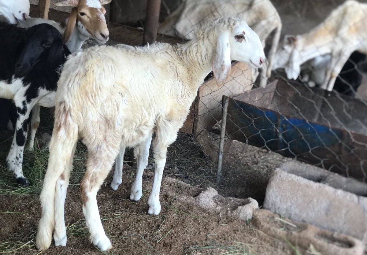 InvestmentTsc's tweet photo. Sustainable livestock #Farming https://t.co/KNiTfsgvWB