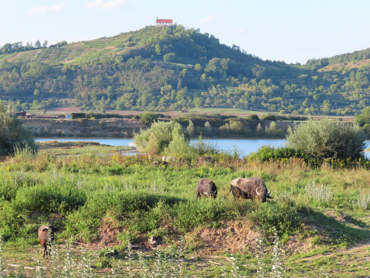MarkusBhler10's tweet photo. Last weekend I visited a nearby quarry pond, which is now mainly a bird sanctuary. Parts of the lakefront are fenced, with different ungulates for landscape preservation. It was really wonderful to see those #waterbuffalos in this nearly wild environment. https://t.co/sQLp1K64mX