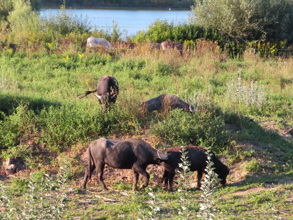 MarkusBhler10's tweet photo. Last weekend I visited a nearby quarry pond, which is now mainly a bird sanctuary. Parts of the lakefront are fenced, with different ungulates for landscape preservation. It was really wonderful to see those #waterbuffalos in this nearly wild environment. https://t.co/sQLp1K64mX