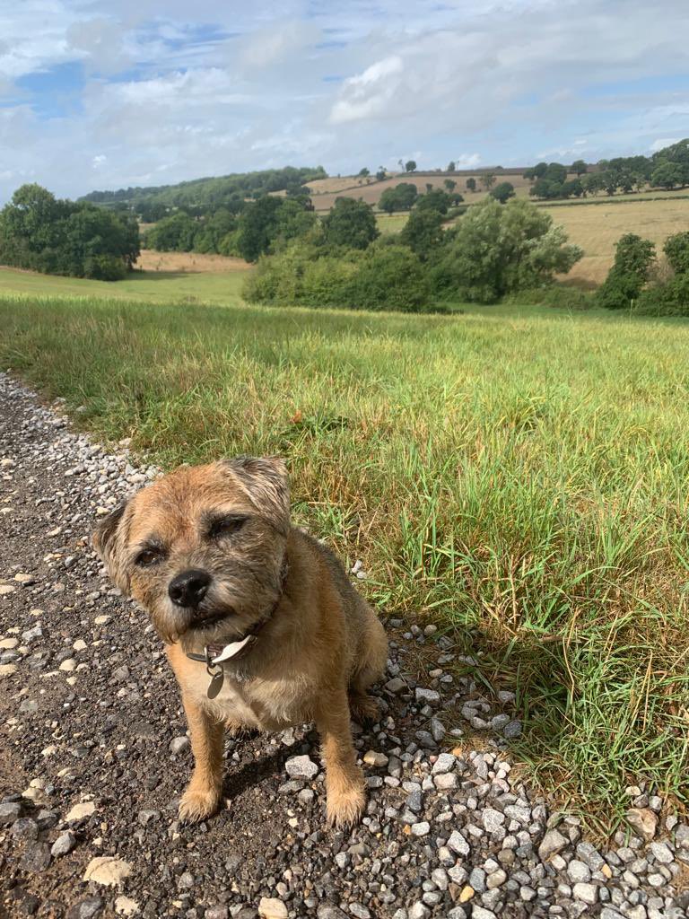 Best helper #betsy #gjwalks #nbtproud