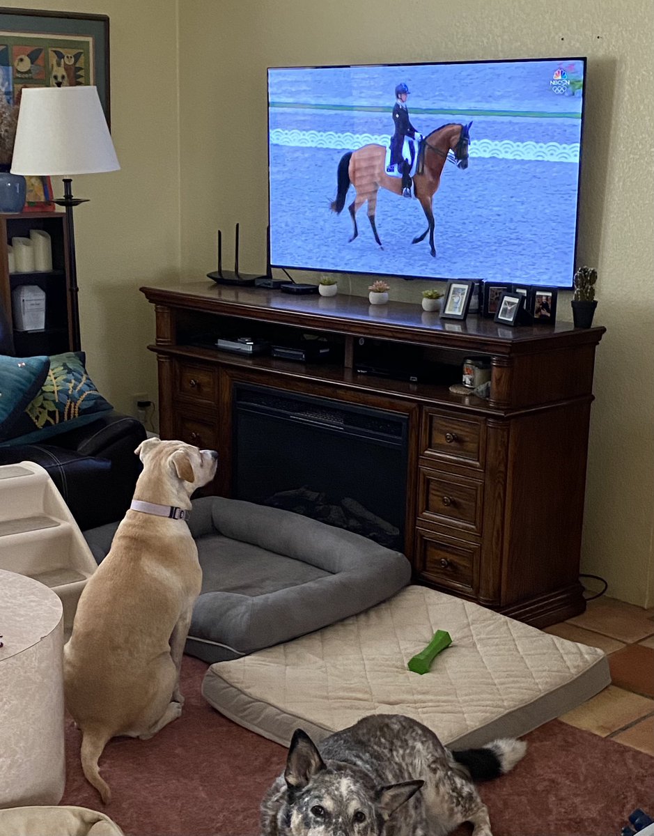 jan1183's tweet photo. @dog_rates @Trupanion This is Maggie. We rescued her from the humane society. She likes hugs and kisses, playing with our 6-pound Biewer terrier, and chasing rabbits and our horses. Oh, and she’ll watch the Olympics because she enjoys Dressage!  Who knew! https://t.co/b1JlGOCobw