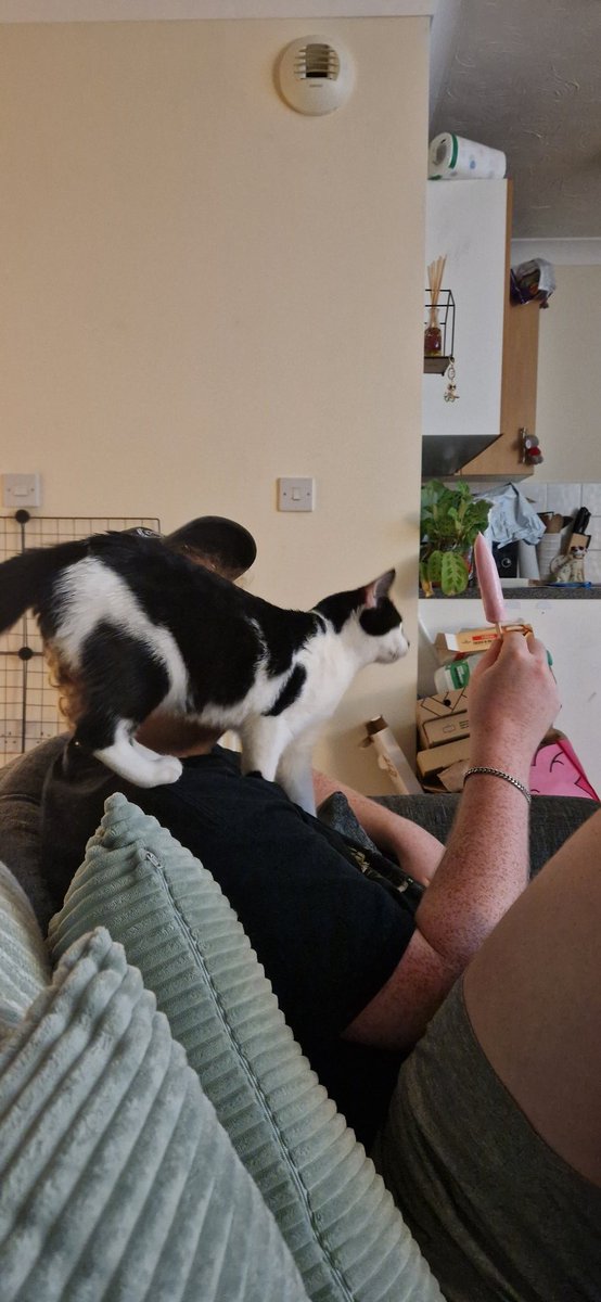 weenieonthings's tweet image. Weenie on dad's shoulder