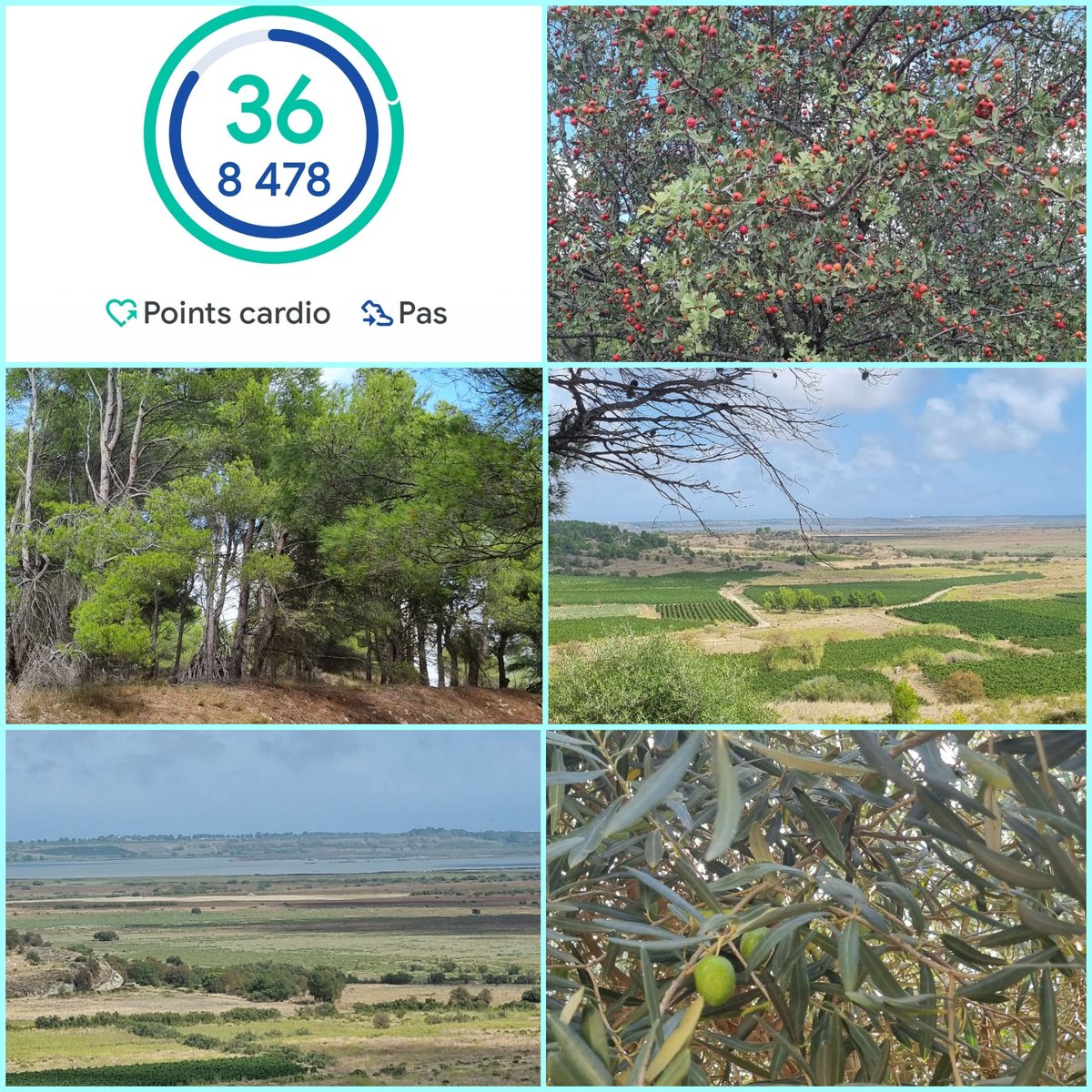 Munro Step Challenge Day 6
8478 steps 
Nice walk in the garrigue mediterranean countryside, in the south east of France
Still walking around the world
<a href="/MyPeakChallenge/">My Peak Challenge</a> <a href="/SamHeughan/">Sam Heughan</a> <a href="/bloodcancer_uk/">Blood Cancer UK</a> 
#teambirch
<a href="/MediterraPeaker/">Mediterranean Peakers</a> 
#MPC
#MunroStepChallenge 
#bloodcancermonthawareness