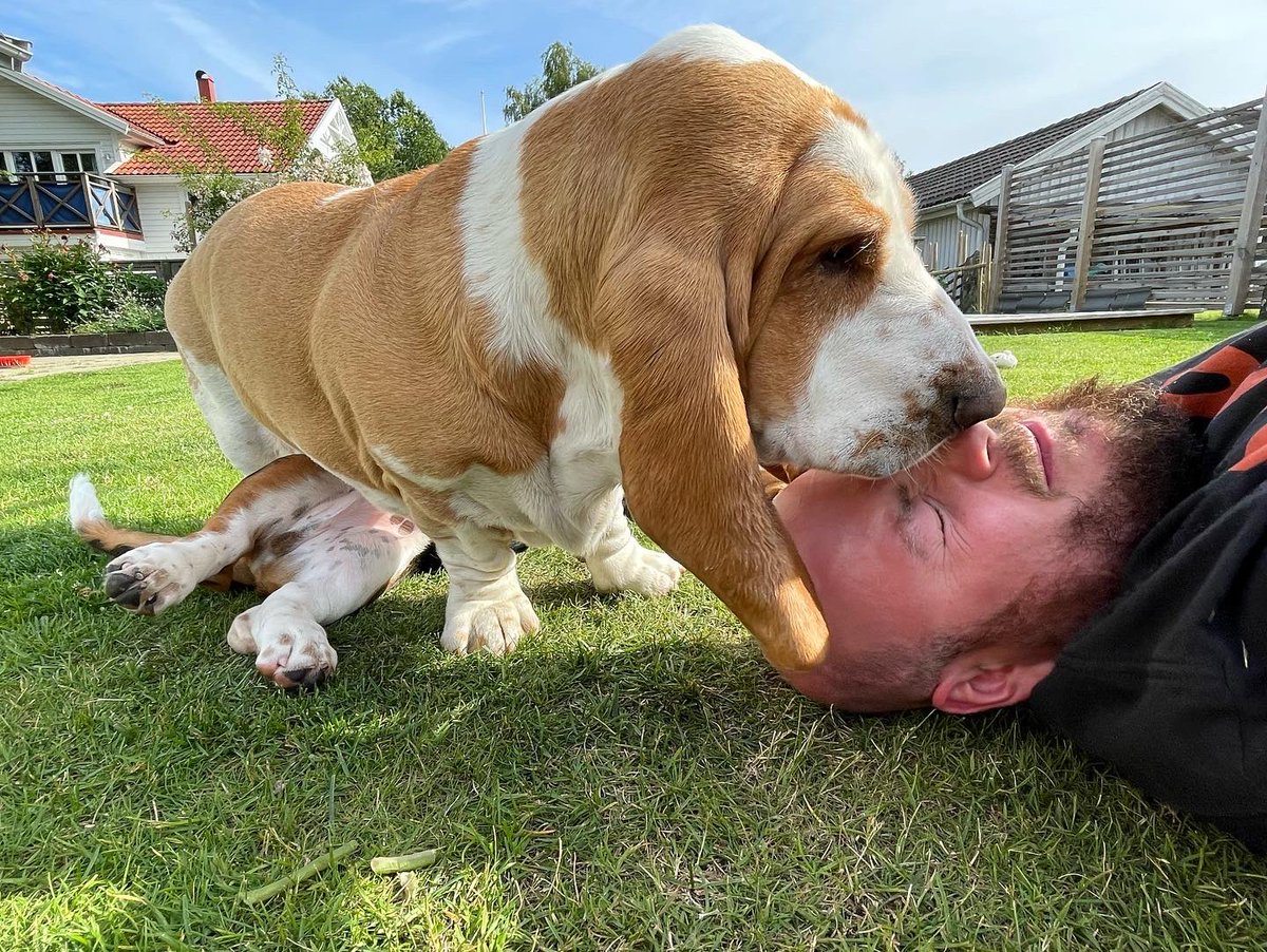 sirtibblesdog's tweet photo. Happy Birthday to our dad!! He is the very bestest playmate, protector, carrier, snuggler, friend, and pawrent that these two basset hounds could hope for! #WeLoveYouDad #NowLetMeLickYourHead #IsThereCake https://t.co/3VxP9glJ16