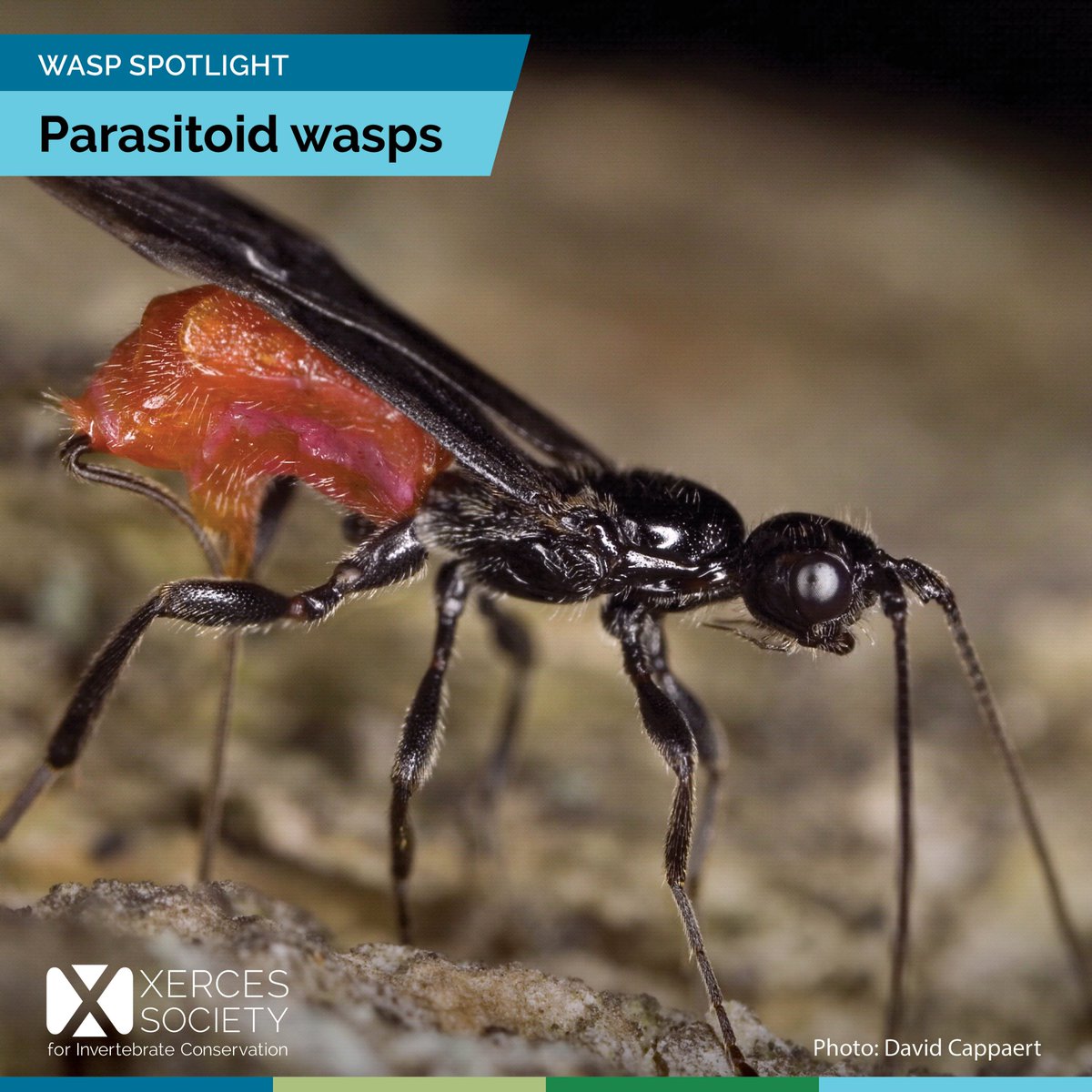 The Xerces Society tweet media