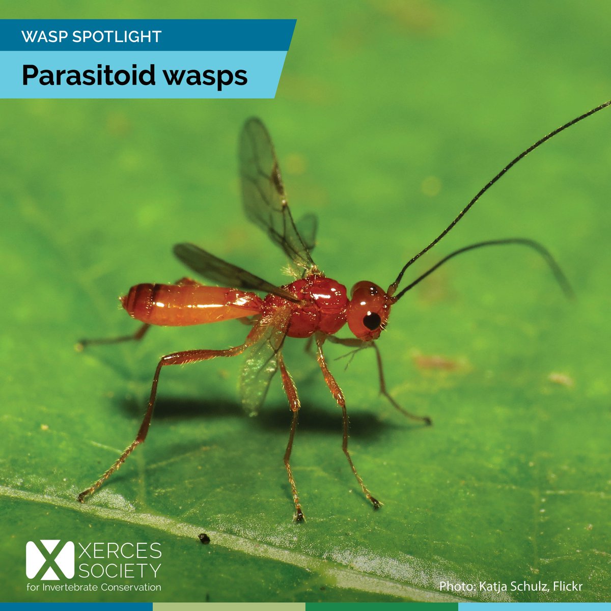 The Xerces Society tweet media