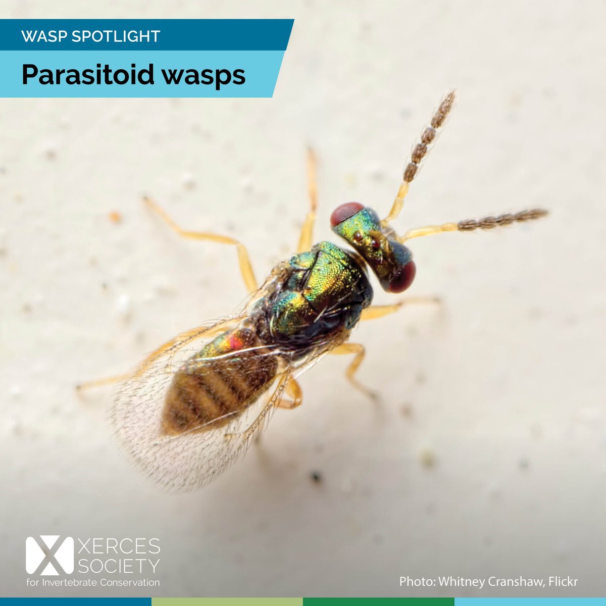 The Xerces Society tweet media