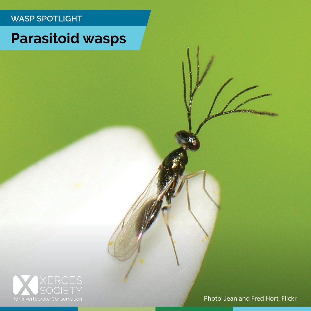 The Xerces Society tweet media
