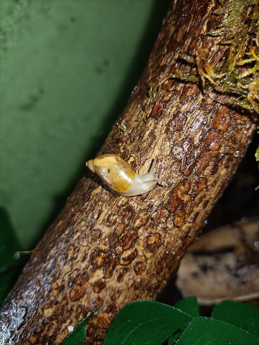 saph_snails's tweet photo. Amber Snaily for day 6 of #snailtember https://t.co/eKdKEo277Q