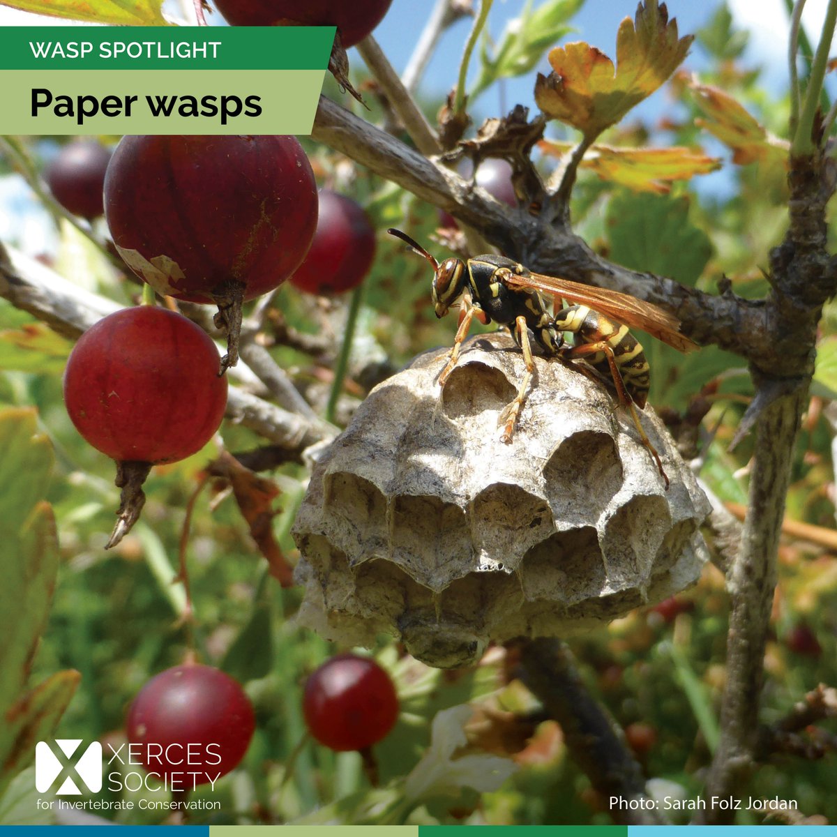 The Xerces Society tweet media