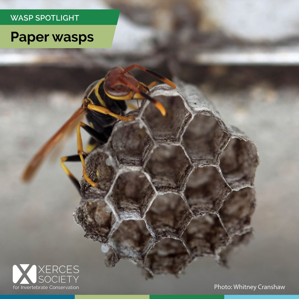 The Xerces Society tweet media