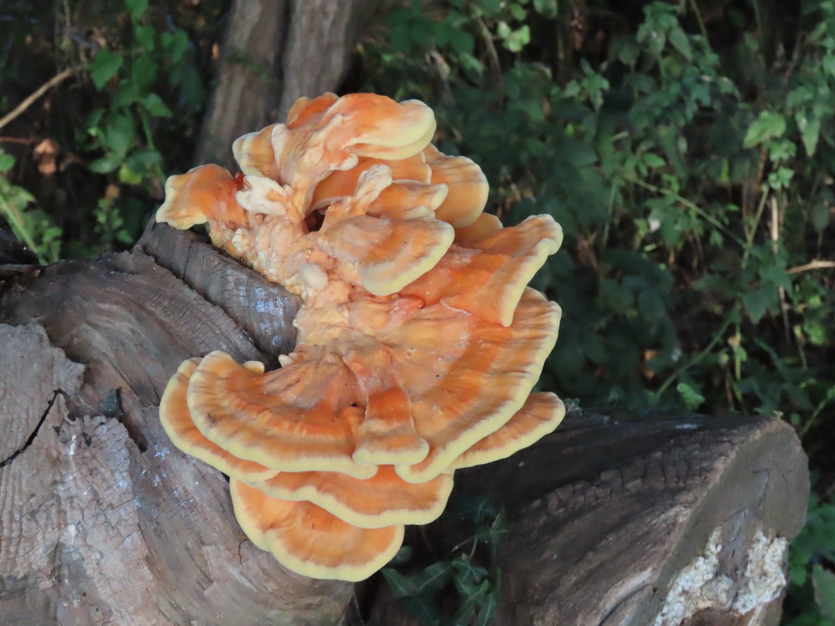 Kevin Bradshaw tweet media