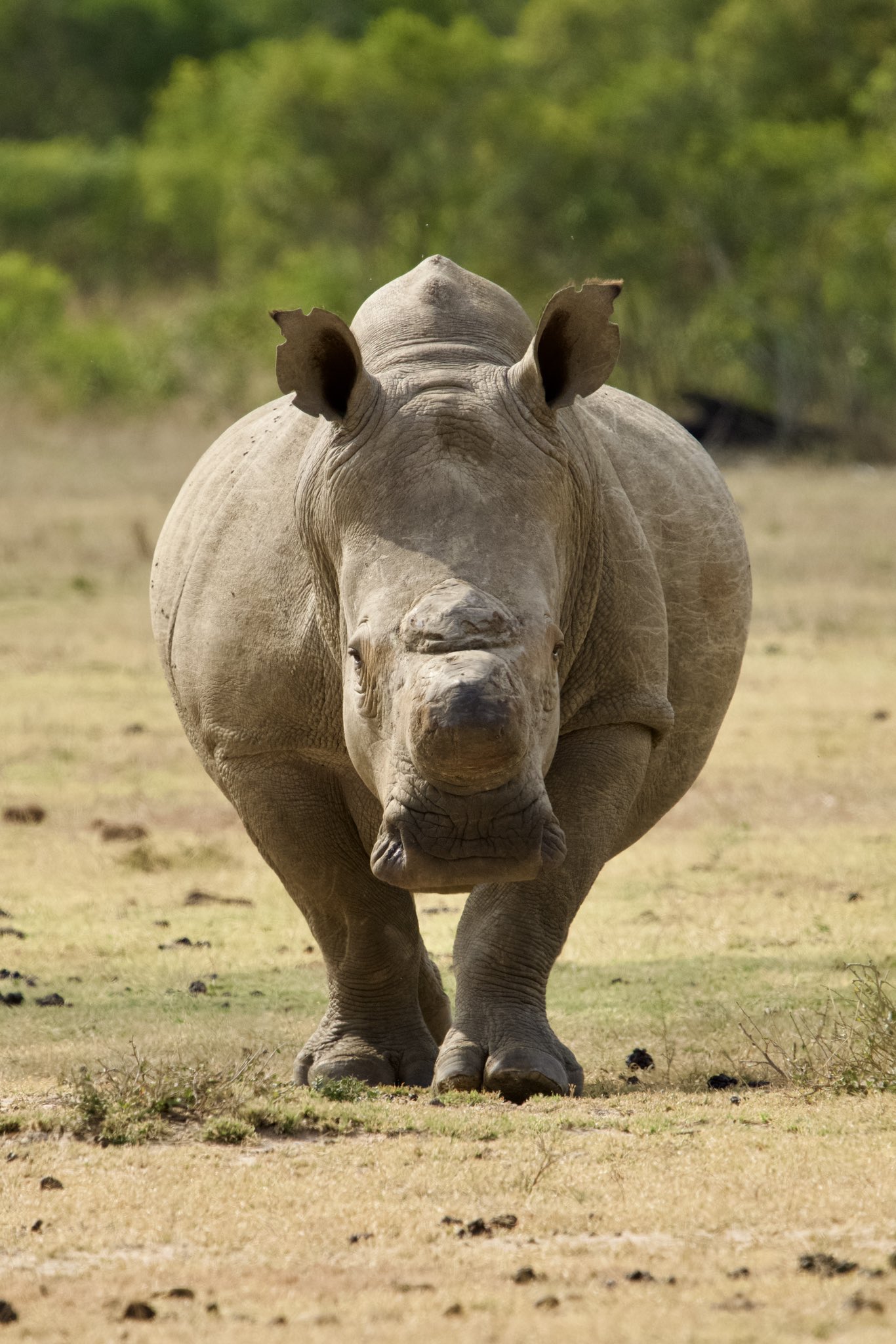 David R. Liu (davidrliu) / Twitter