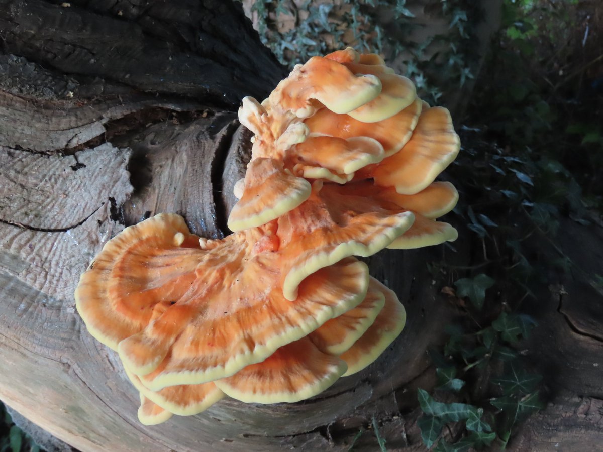 Kevin Bradshaw tweet media