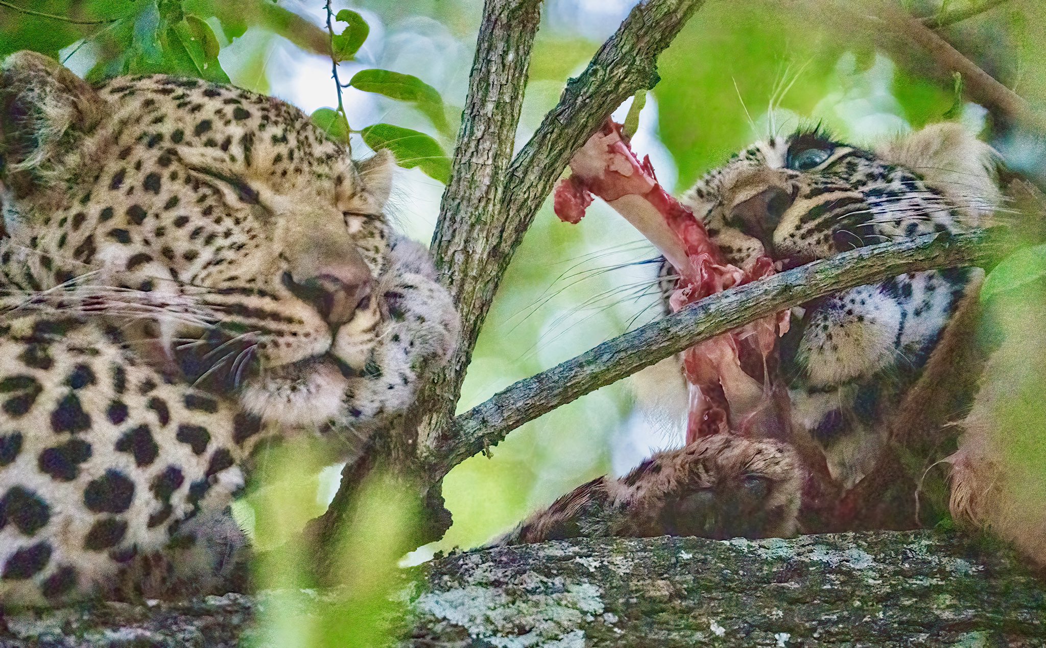 David R. Liu (davidrliu) / Twitter