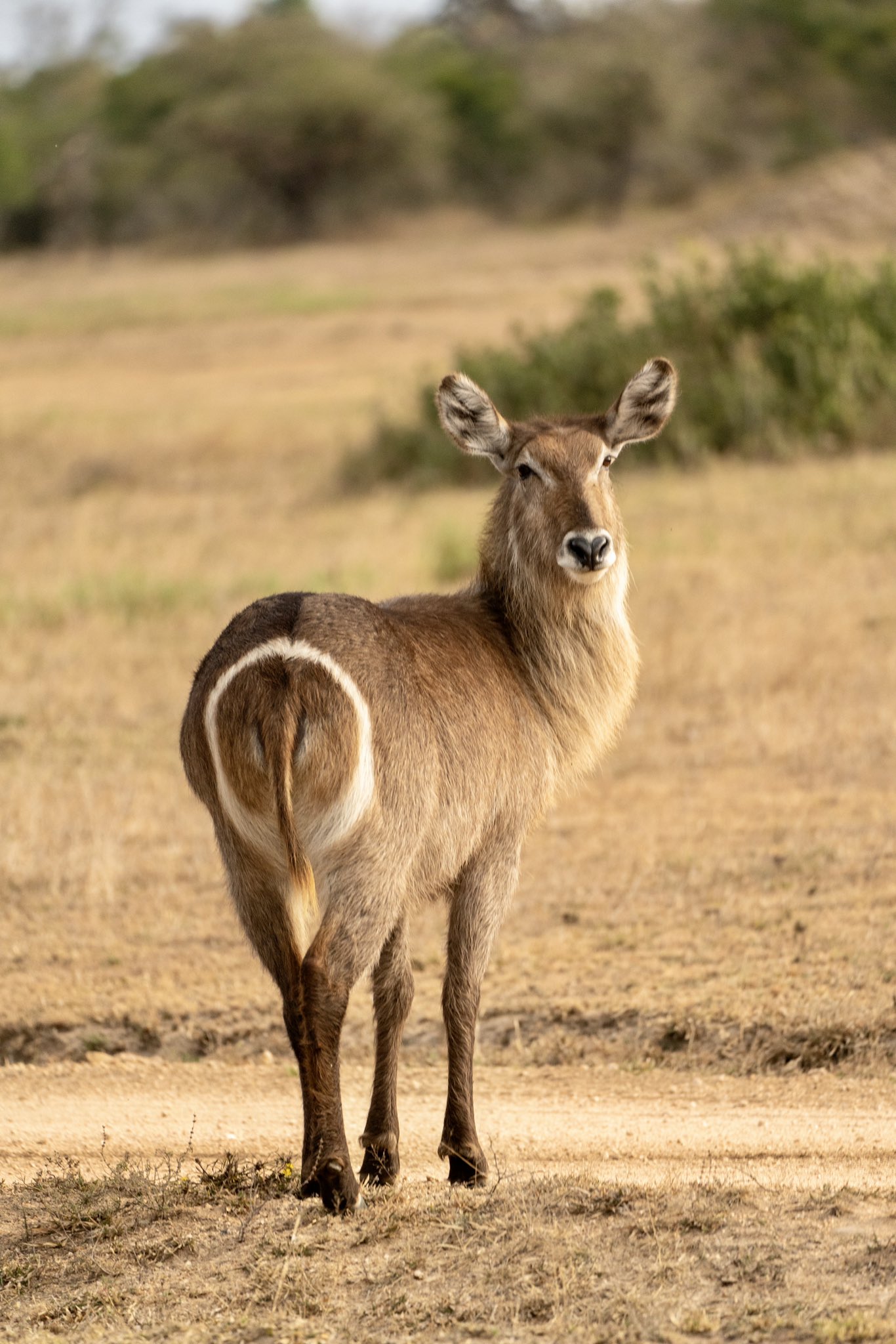 David R. Liu (davidrliu) / Twitter