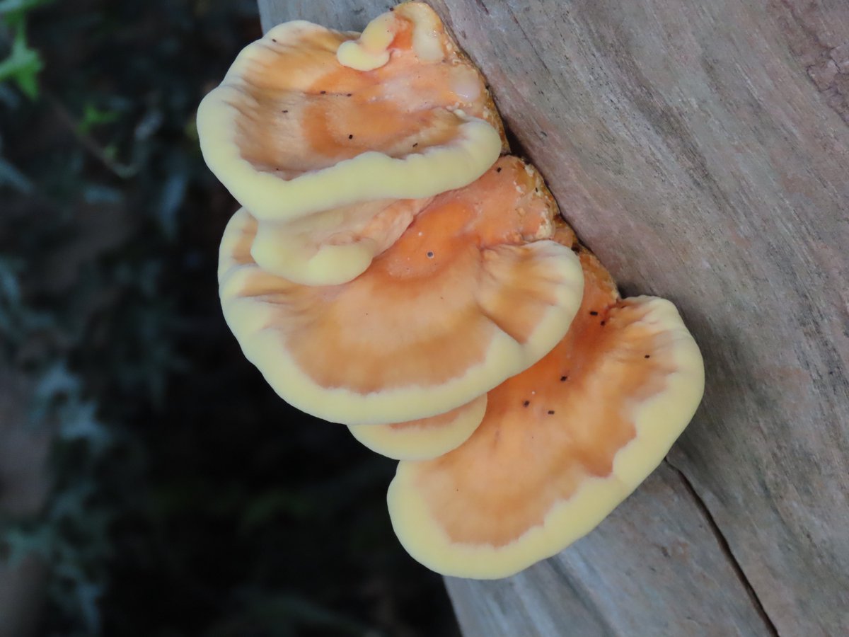 Kevin Bradshaw tweet media