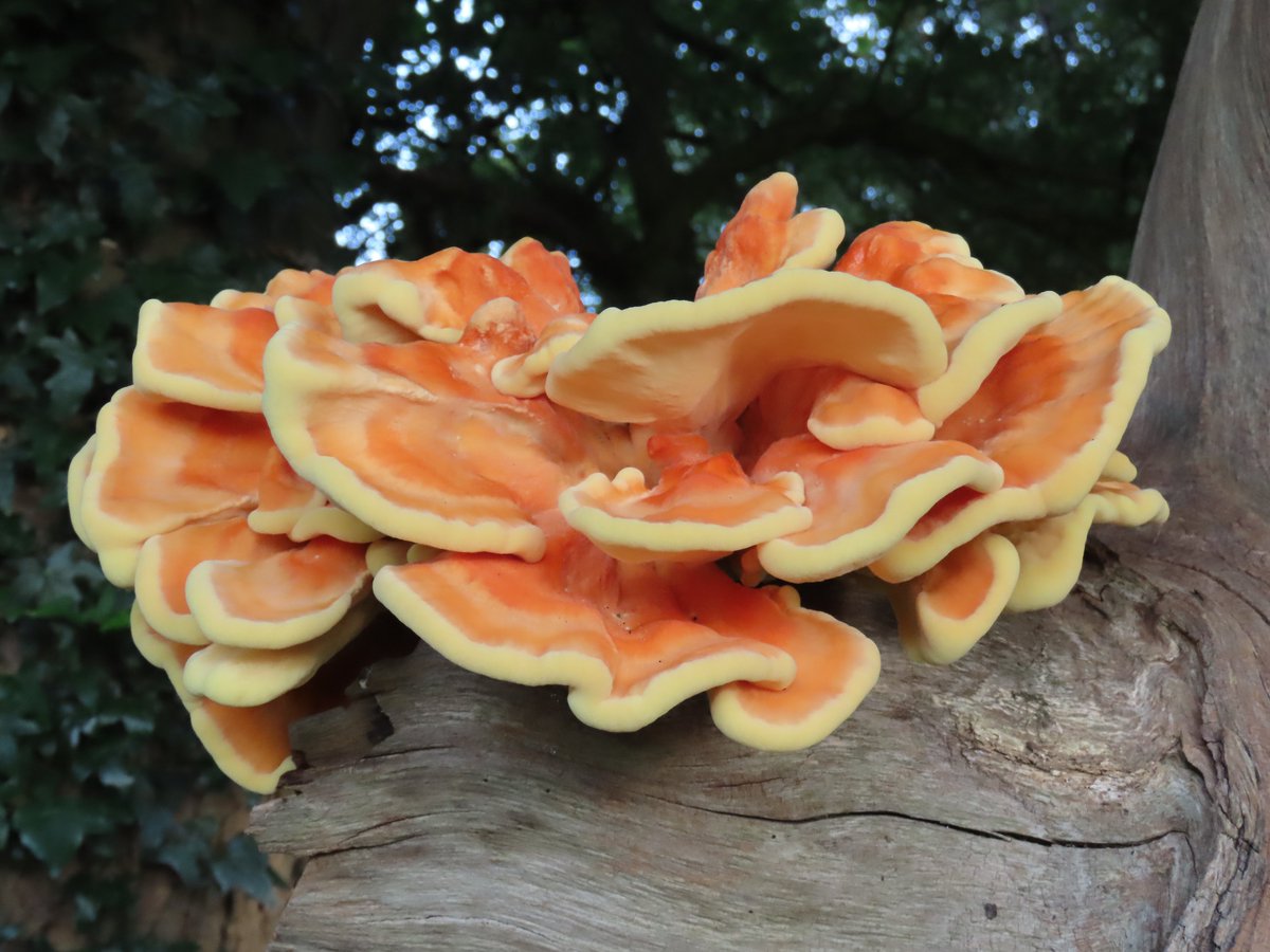 Kevin Bradshaw tweet media