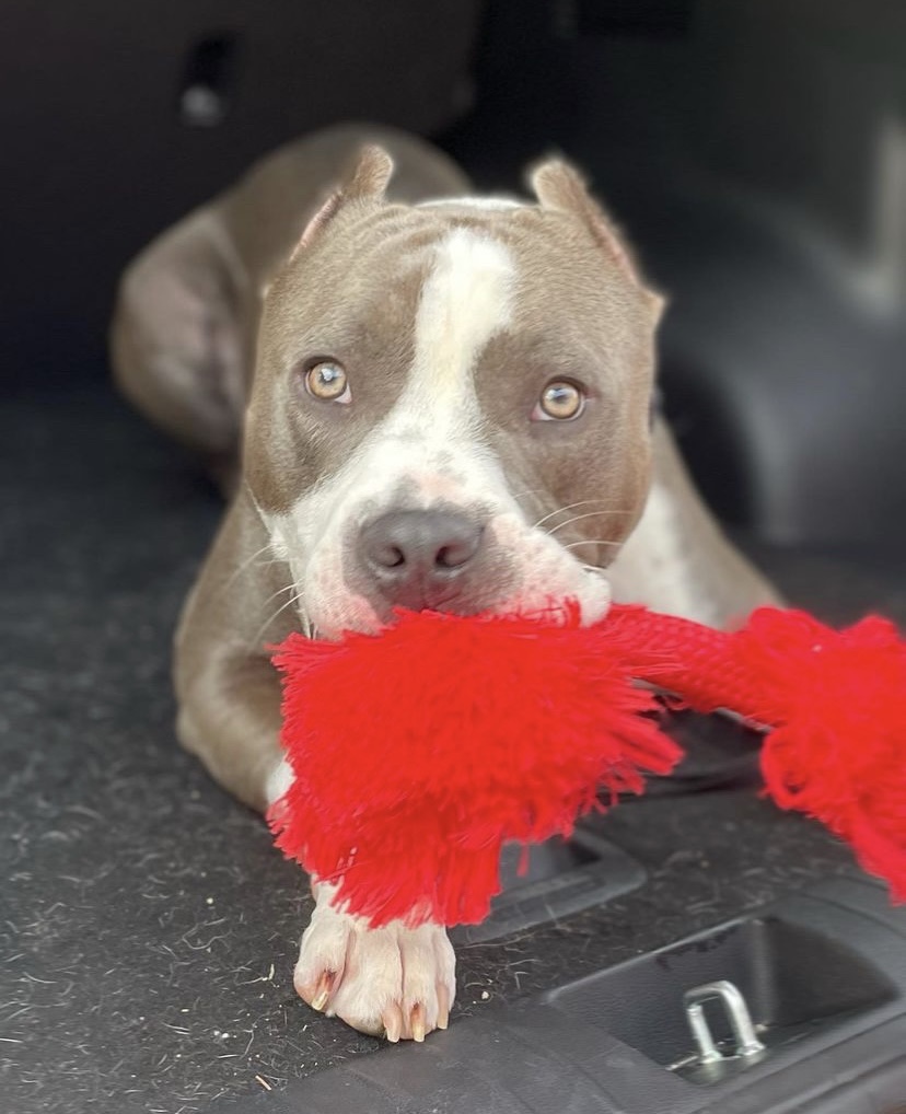 Who's a good boy? Sidekick Bennett is! 😍