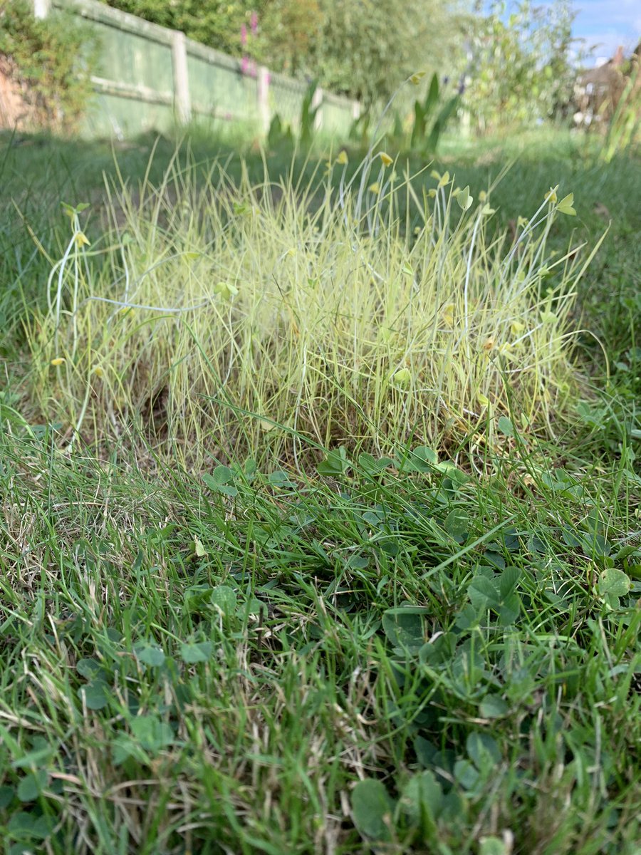 PatesBiology's tweet photo. Great example of etoilation.#botany https://t.co/A0Wusu02vT