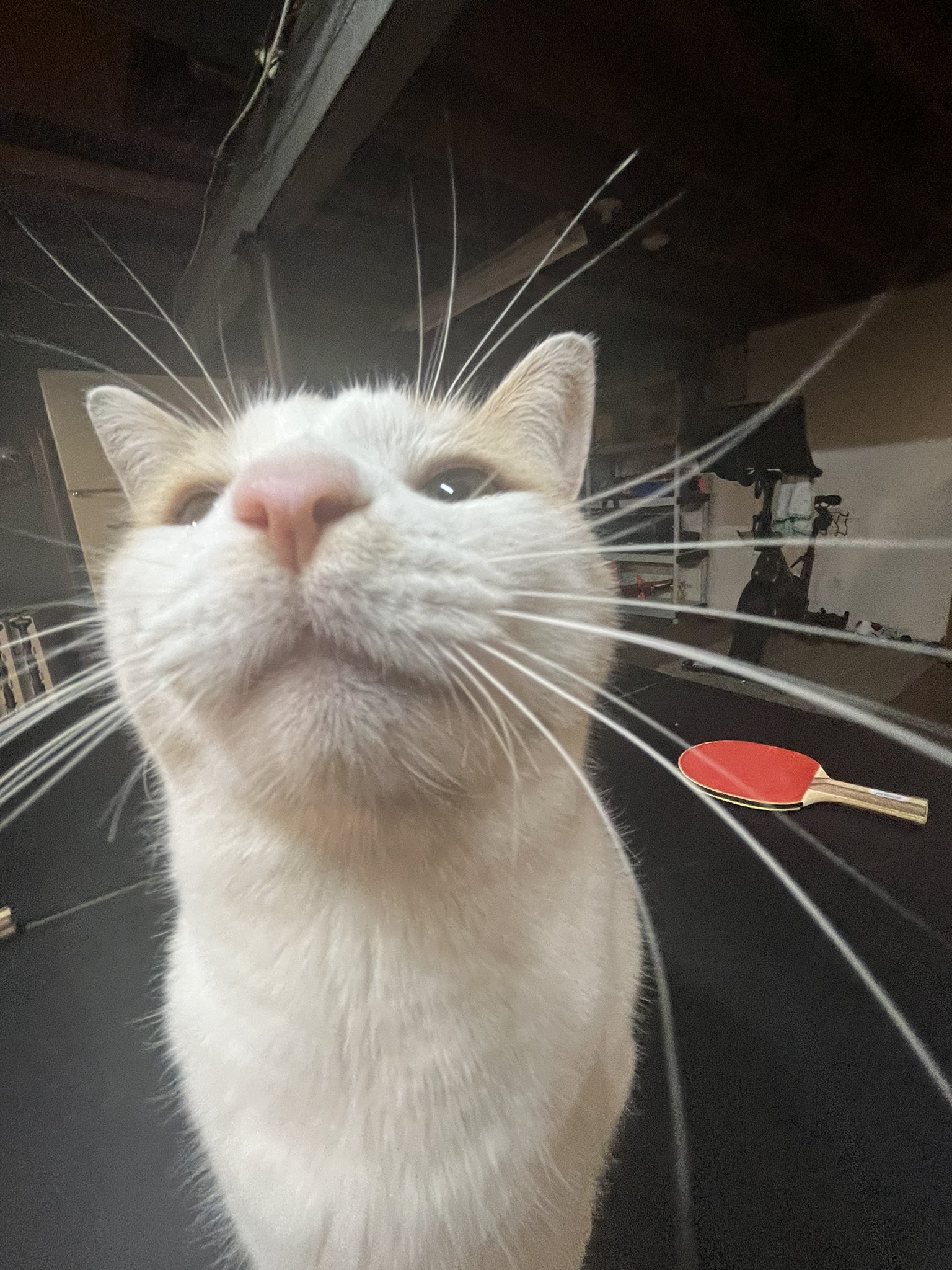 Мистер пиблз котик