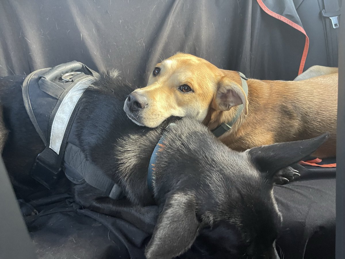 SarahtheKovash's tweet photo. My baby and his bff. They are both pit mixes and deeply in love. https://t.co/36zAJFURFp