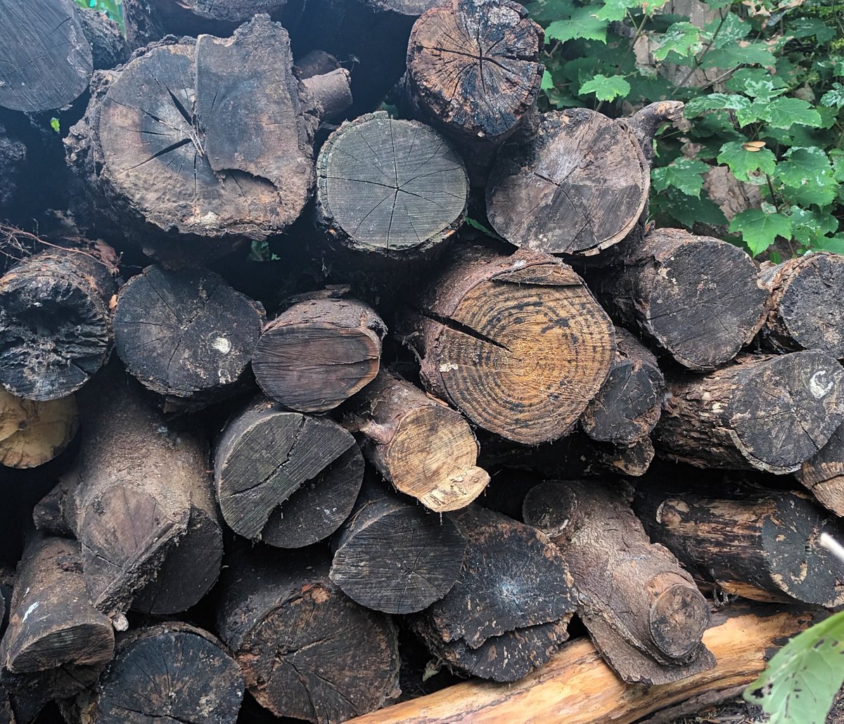 Log piles are a great way to support and attract wildlife to your garden. Birds feed on the insects that make their home in the decaying wood, and you can leave gaps at the base for hedgehogs to hibernate. 

#support wildlife
<a href="/MuseumGardens/">York Museum Gardens</a>