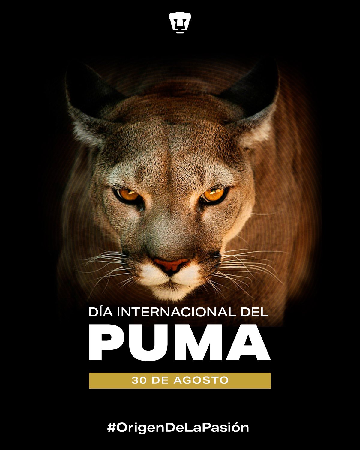 PUMAS on "Es un día muy especial para nosotros, hoy es el #DíaInternacionalDelPuma, mascota de la @UNAM_MX, símbolo de nuestra garra y tenacidad. 🐾 #OrigenDeLaPasión #SoyDePumas https://t.co/1E6jg6QOpw" / Twitter